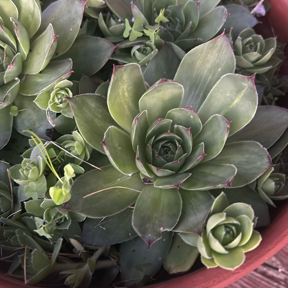 2 Pretty Good Size Of Hens and Chickens Flower